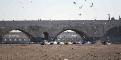 Martılar görsel şölen oluşturdu