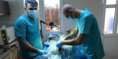 Veterinerler Barınaklara Teslim Edilen Yasaklı Irkları Kısırlaştırmaya Yetişemiyor