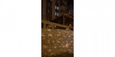 Tilki ile kedi yiyeceklerini bölüştü