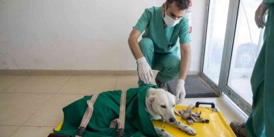 Mersin’de 3 bin 700 patili dostun yarası sarıldı