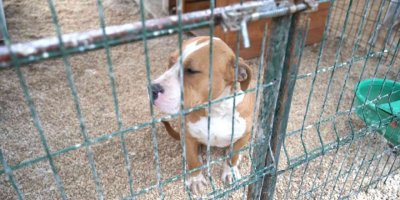 Hatay’da 162 yasaklı ırk köpek kısırlaştırıldı