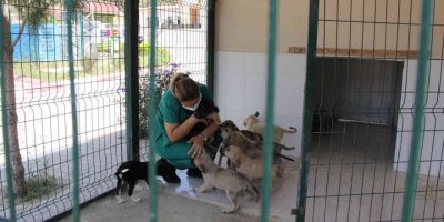 Kaşlı Geçici Hayvan Bakımevi Perşembe Günleri Geçici Süreyle Ziyarete Kapatıldı