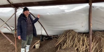 Kahramanmaraş’ta yoğun kar nedeniyle ceviz seraları zarar gördü