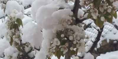 Çiçek açan badem ağaçları kar altında kaldı