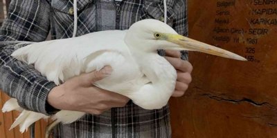 Isparta’da soğuktan donmak üzere olan büyük ak balıkçılı kurtarıldı