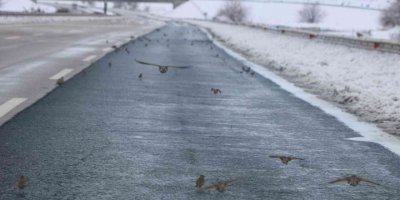 Aç kalan kuş sürüleri karayoluna akın etti