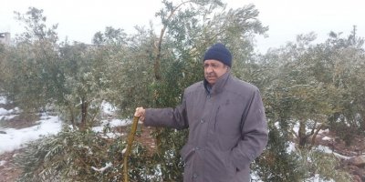 Hatay’da kar zeytin ağaçlarının dallarını kırdı