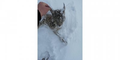 Tufanbeyli’de vaşak donarak öldü