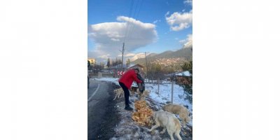 "Piton döner" karda aç kalan sokak köpeklerinin yanında