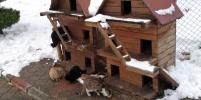 Kahramanmaraş’ta sokak hayvanları için 1 ton mama