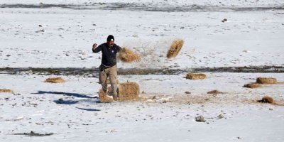 Antalya’da yılkı atları için doğaya saman bırakıldı