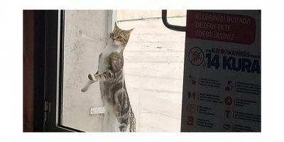 Sıcak bir yuva arıyorlar