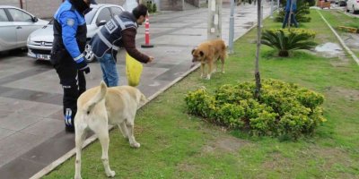 Polisten sokak hayvanlarına mama ve su desteği