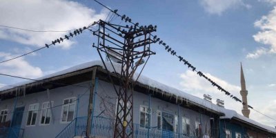 Yem bulamayan güvercinleri köylüler besledi