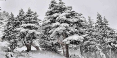 Kahramanmaraş’ta ormanlar beyaza büründü