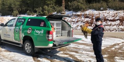 Kanadı kırık şahini jandarma ekipleri kurtardı