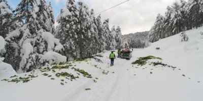 Soğuk havada karlı yollar yaban hayvanları için aşıldı