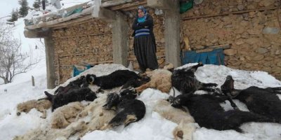 Adana’da besici ailenin 350 küçükbaş hayvanı telef oldu