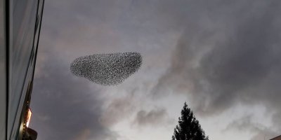 Isparta’da kuşların nefes kesen dansı