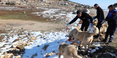 Toroslar Belediyesi ekipleri, karda yiyecek bulamayan hayvanları besledi