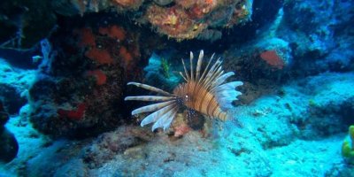 Antalya’da deniz suyu soğudu, istilacı balık türleri kıyıyı terk ederek derine çekildi