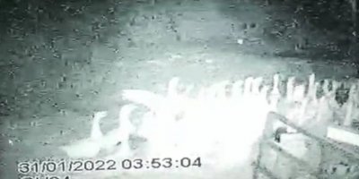 Tilki kaz sürüsüne saldırdı