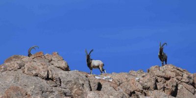 Danıştay, yaban keçisi avlama ihalelerini iptal etti