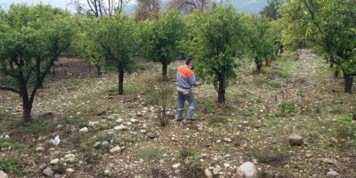 Kemer’de yeşil alanlarda gübreleme çalışması