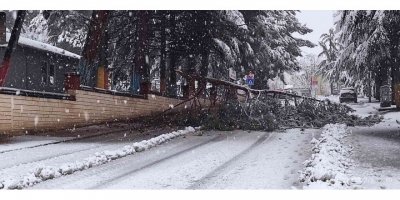 Isparta’da kar yağışına dayanamayan ağaçlar araçların üzerine devrildi