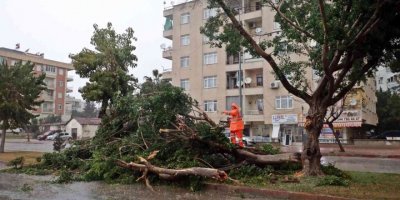 Antalya kent merkezine dolu yağdı rüzgara dayanamayan ağaç yola devrildi