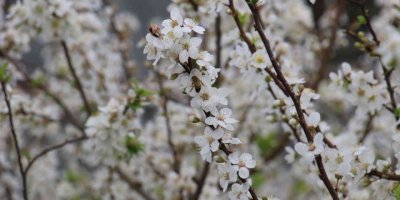 Dışarısı kış, içerisi bahar... Ağaçlar çiçek açtı
