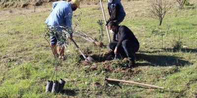 Antalya Büyükşehir Belediyesi’nden fidan desteği
