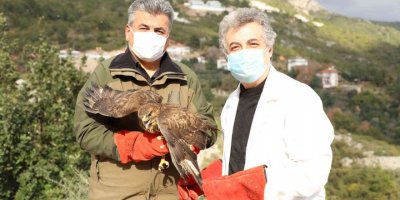 Yaralı Şahin tedavisinin ardından doğaya bırakıldı