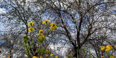 Mersin’de bahar havası... Badem ağaçları çiçek açtı