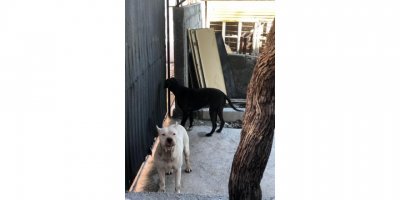 Evin bahçesine giren başıboş iki pitbull barınağa götürüldü