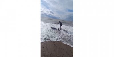 Antalya’da yunus balığı sahile vurdu