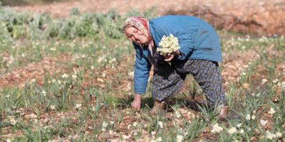 EMİTT, nergis kokacak