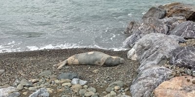 Hatay’da nesli tükenme tehlikesi altındaki Akdeniz foku görüldü