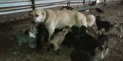 Çoban köpeği yavru keçilere süt annelik yapıyor