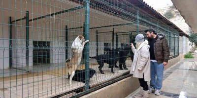 Mersin’de ocak ayında 29 köpek yeni yuvalarına kavuştu