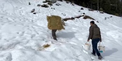 Diz boyu karda yaban hayvanları için sırtında yonca balyası taşıdı
