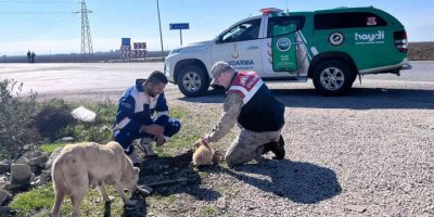 Jandarmadan sokak hayvanlarına mama ve su desteği