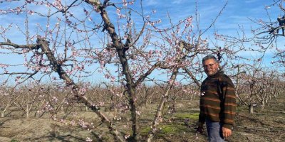 Nektarin ağaçları çiçek açtı