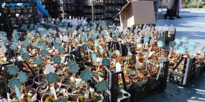 Alanya’da 14 Şubat için 10 bin çiçek ücretsiz dağıtıldı