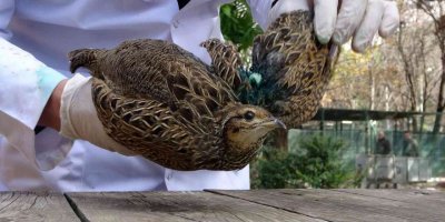 Nesli tükenmekte olan yaralı turaç tedaviye alındı