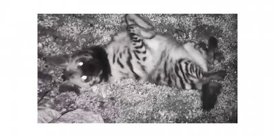 Hatay’da çizgili sırtlan fotokapana takıldı