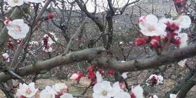 Mersin’de kayısı ağaçları çiçek açtı