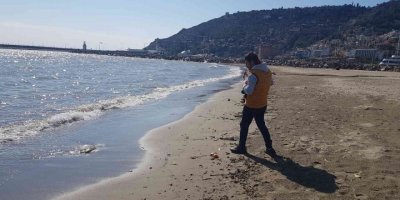 Alanya’da ağırlığı 2 ile 5 kilogram arasındaki deniz anaları sahile vurdu