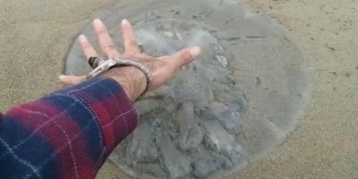 Doğu Akdeniz’de yüzlerce deniz anası sahile vurdu