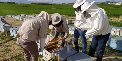 Adana’daki arı ölümleri araştırılıyor